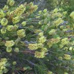 Tyčinkovec sieberov (Callistemon sieberi) ´WIDDICOMBE GEM´ - výška 40-60 cm, C3L, bielo-žltý